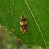 Celypha aurofasciana